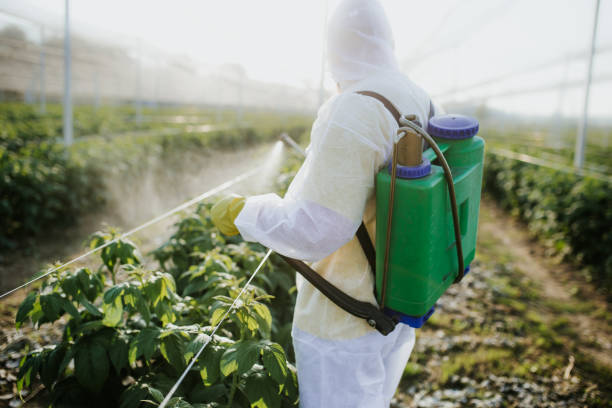 Wasp Removal Services in Hollins, VA